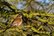 Redwing